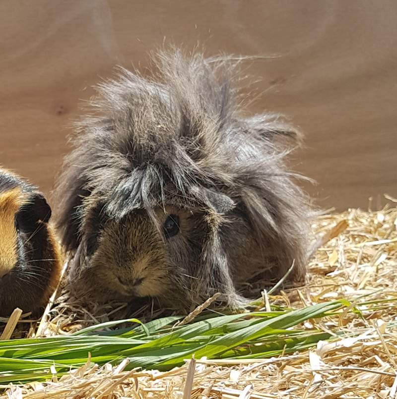 Peruvian Guinea big with very long grey fur sat on a bed of straw