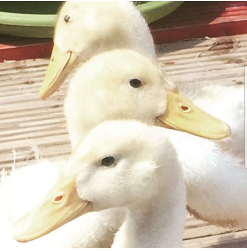 three white ducks in the sun outdoors
