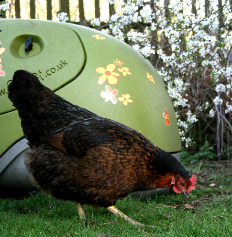 Hühner vor einem grünen Eglu hühnerstall im garten