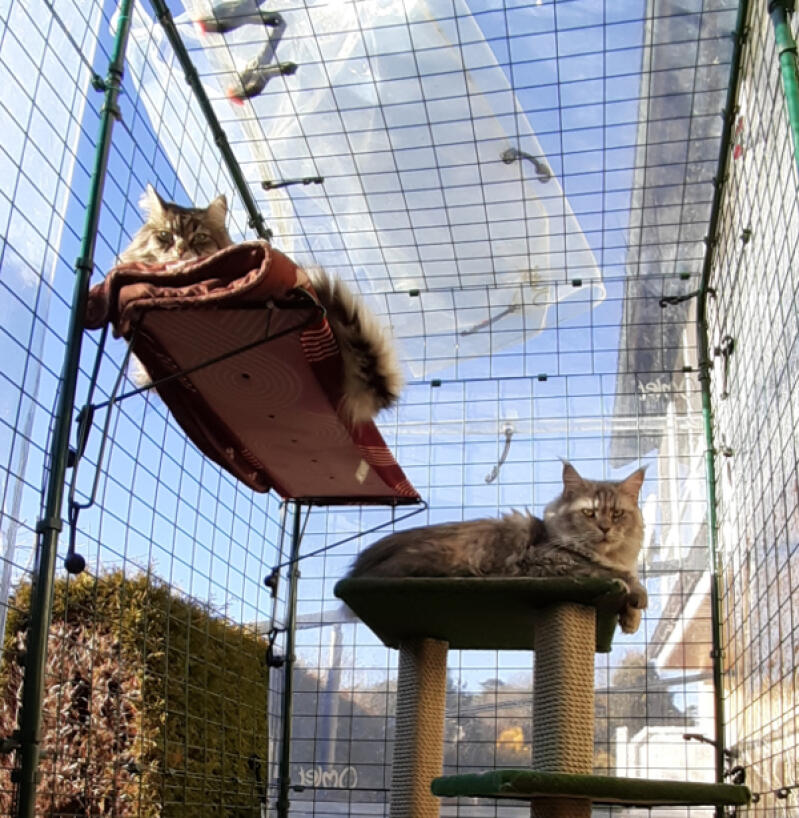 2 katte på hylderne i deres indhegning