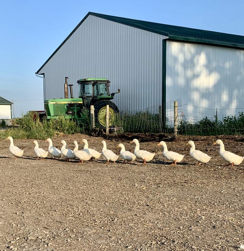 white geese walking on a farm