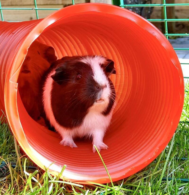 Two guinea pigs inside a tunnel