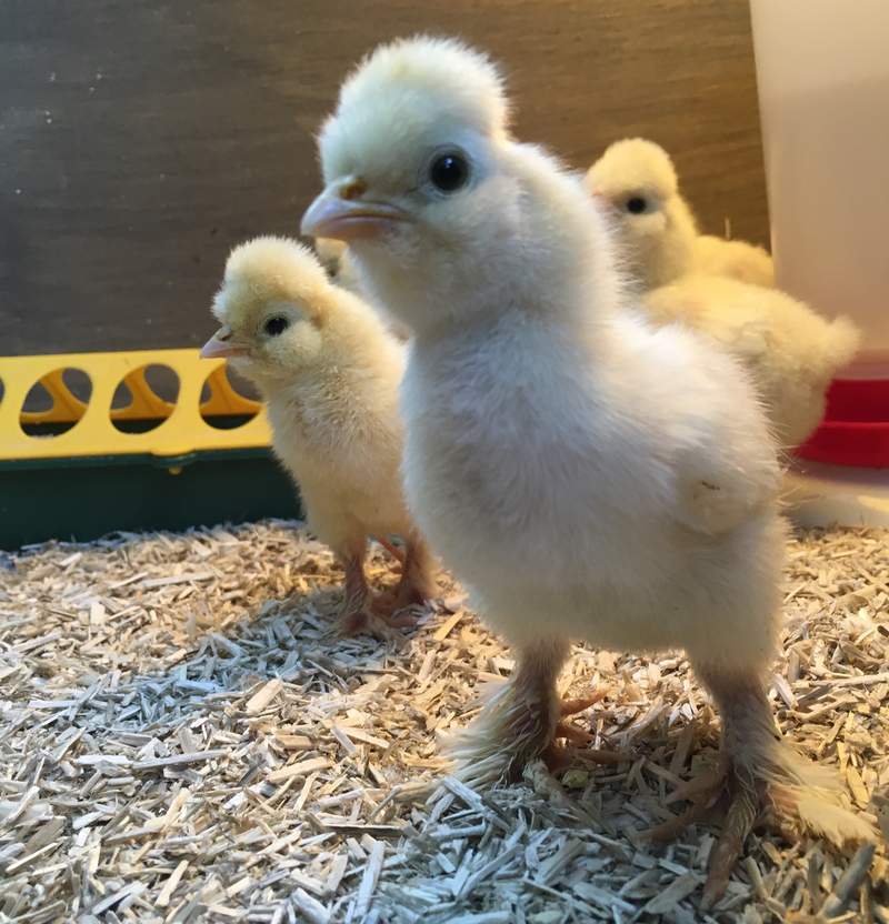 7 Day Old Chicks