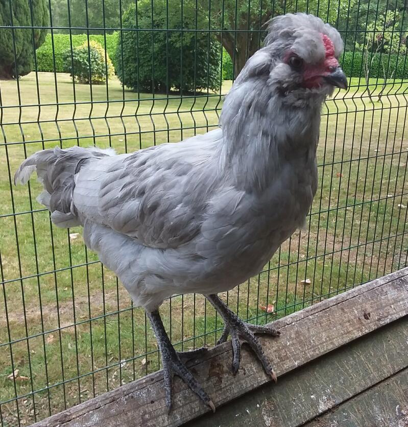 An araucana chicken 13 weeks old perching in a coop.