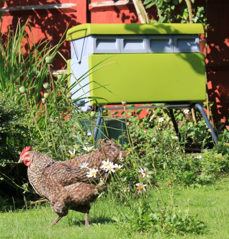 Beehaus with garden hens