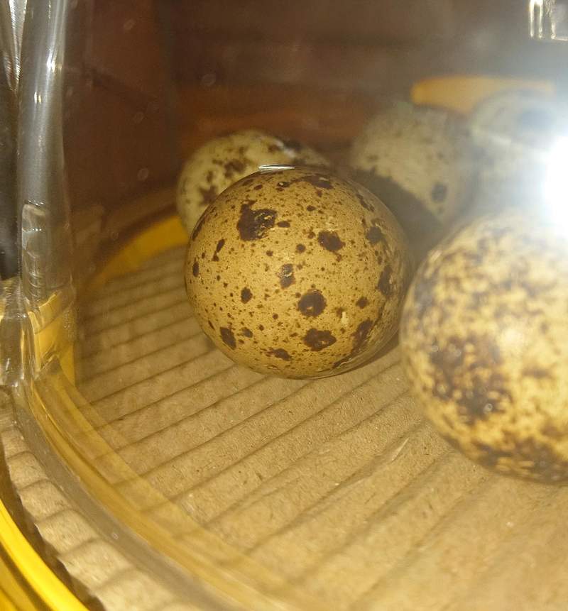Brinsea inkubator en revne i ægget