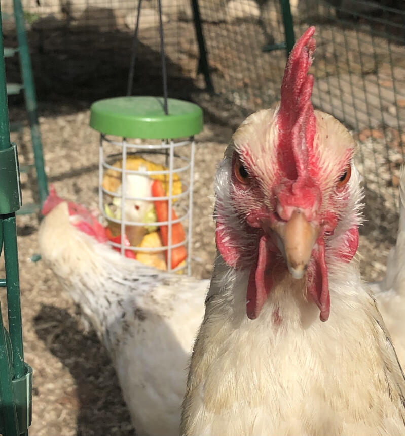 Et nærbillede af en kylling med et puklegetøj i baggrunden.