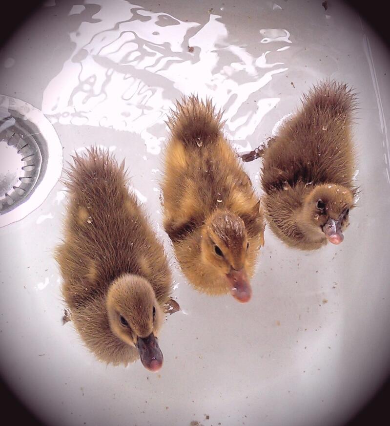 Three small ducks swimming on a sink