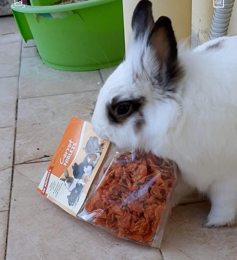 Tempo di carote