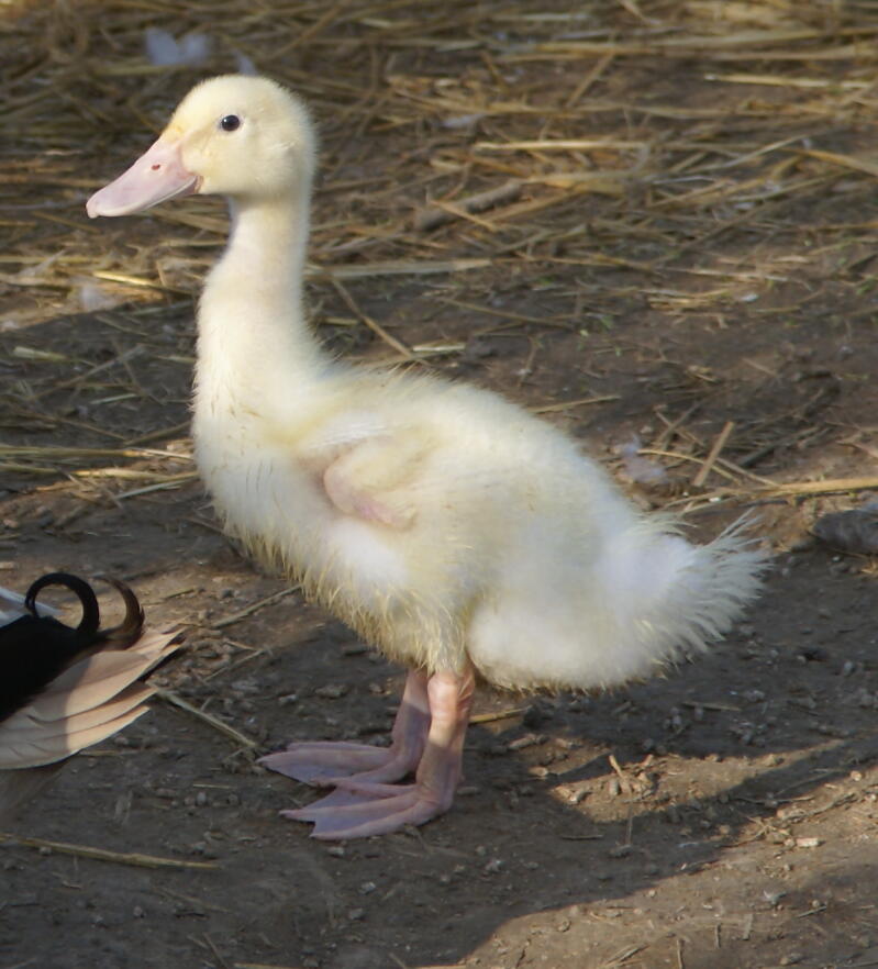 a small yellow fluffy Aylesbury duck