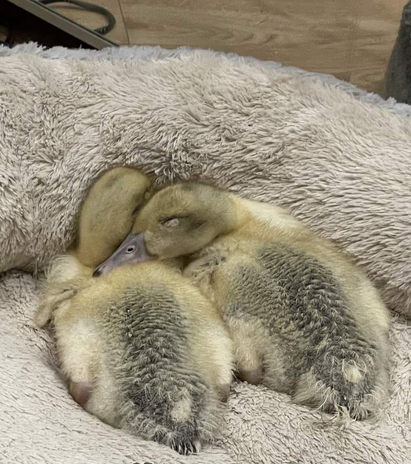 Ducks sleeping