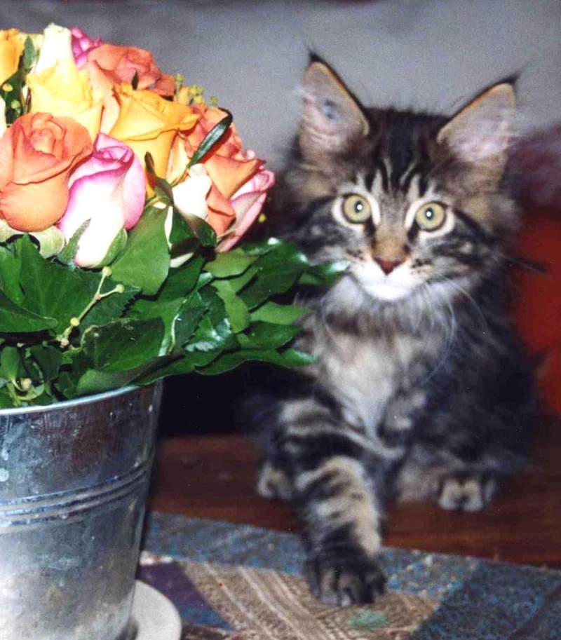 Een boeket rozen met een tabby maine coon kat