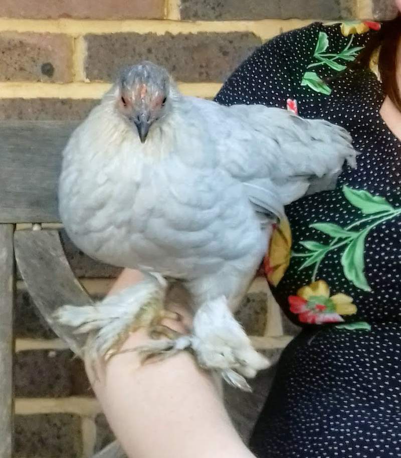 a bantam chicken sat on a womans arm on a bench