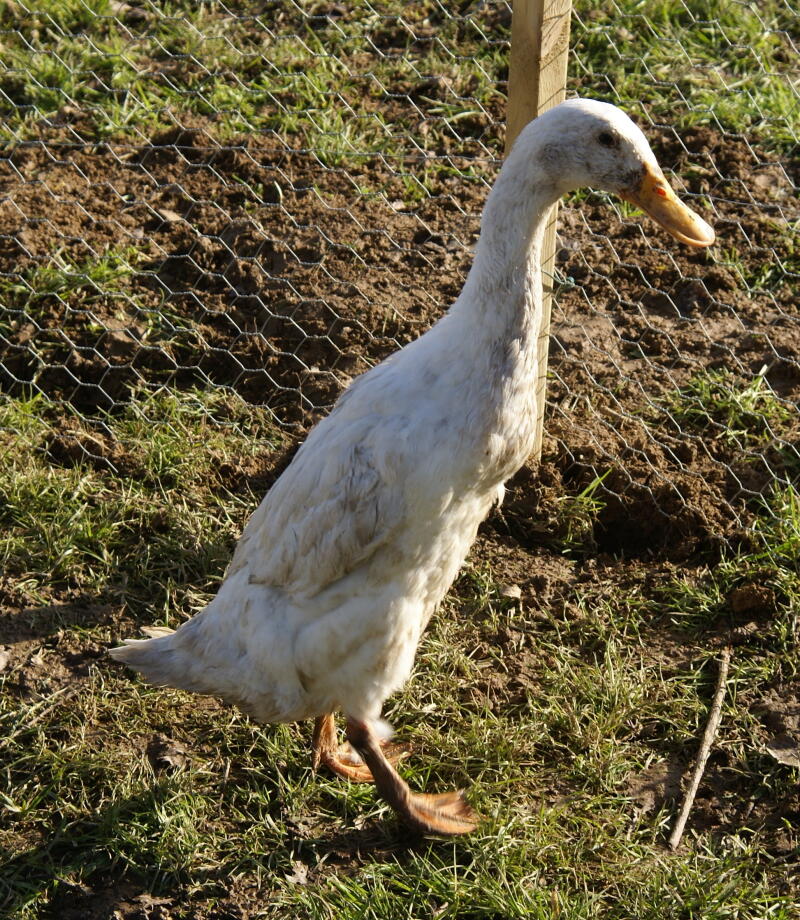 a white muddy Indian runner duck on a sunny lawn