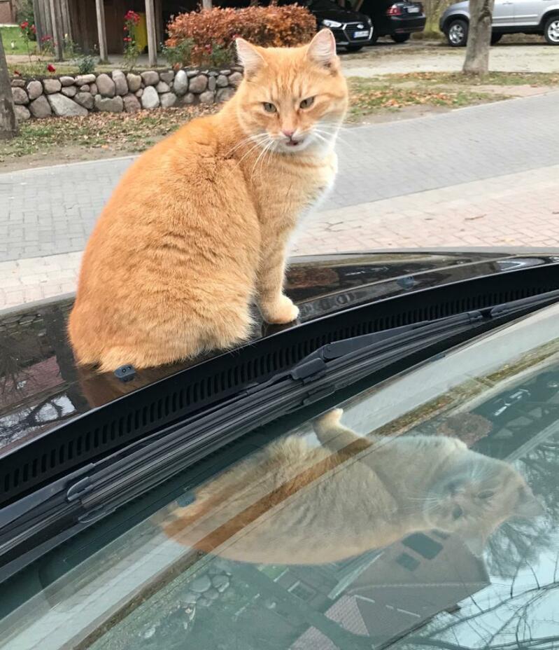 Een oranje britse korthaar kat stond op de motorkap van een auto