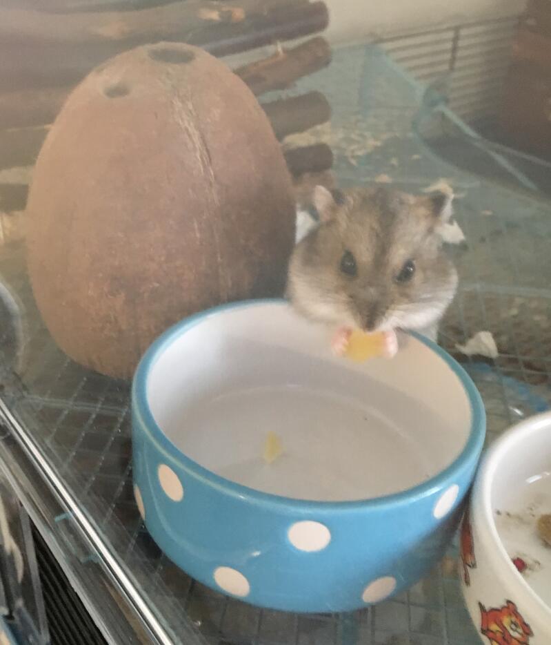 Hamster eating food out of bowl