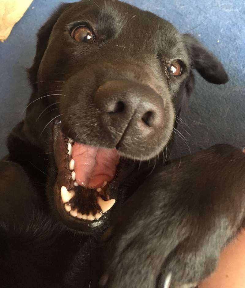 a black labradoor lying on the floor playing and looking happy