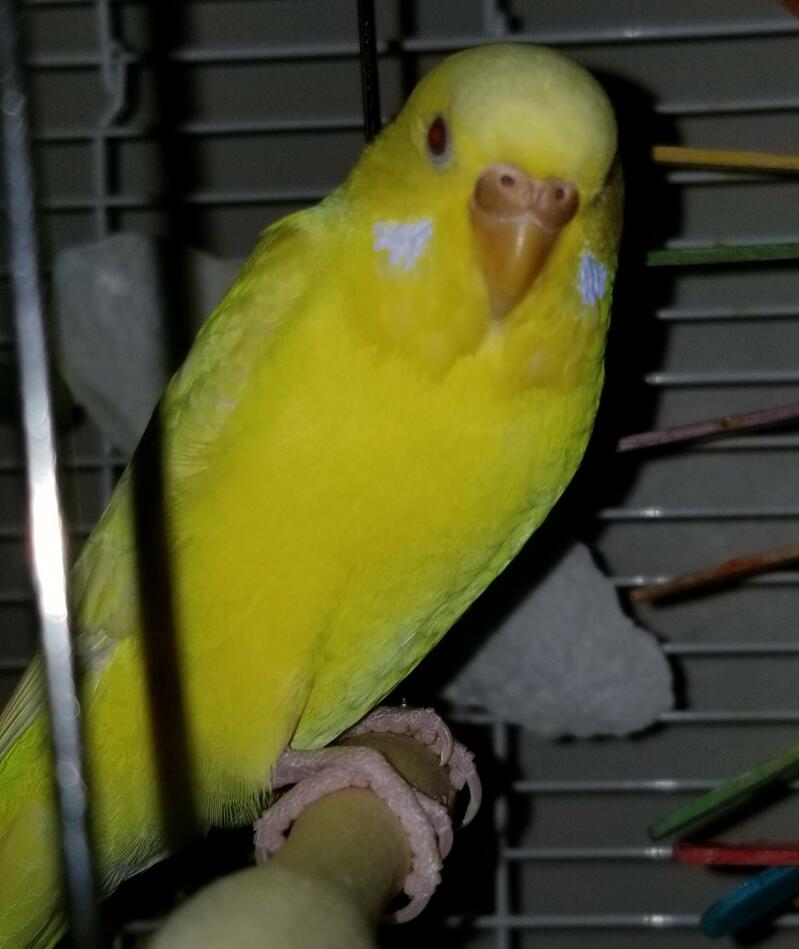 a yellow budgie in a cage stood on a wooden perch