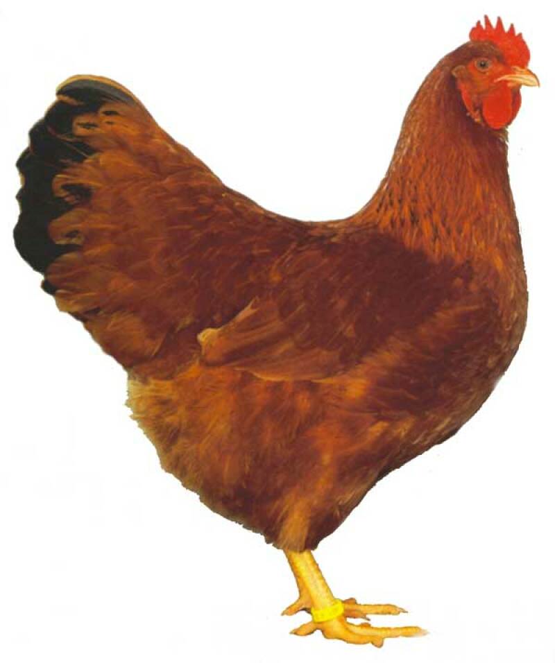 Un buen ejemplo de gallina roja de cola negra de New Hampshire.