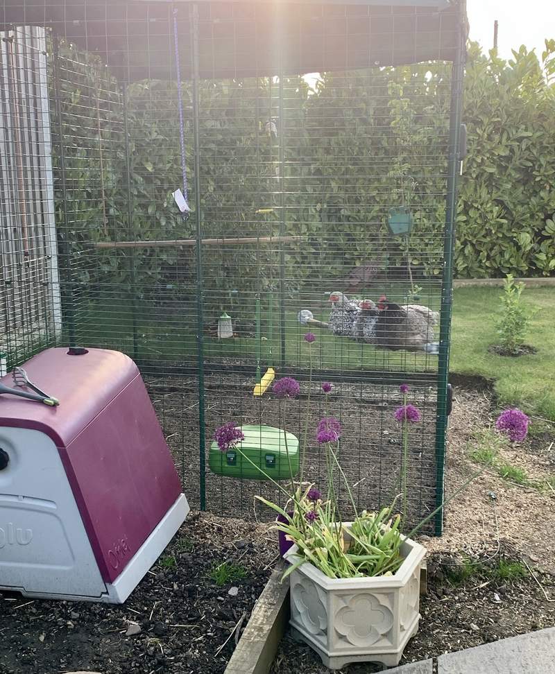 En løbegård i forbindelse med en lyserød hønsegård