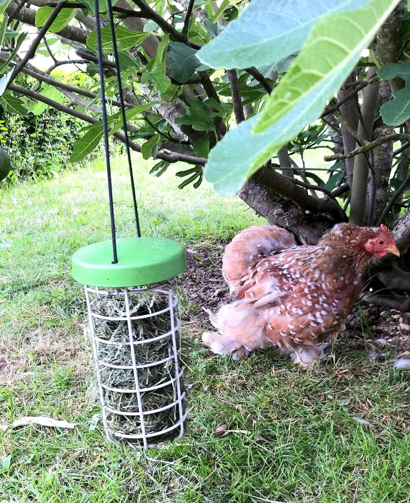 chicken in a garden with a treat caddi
