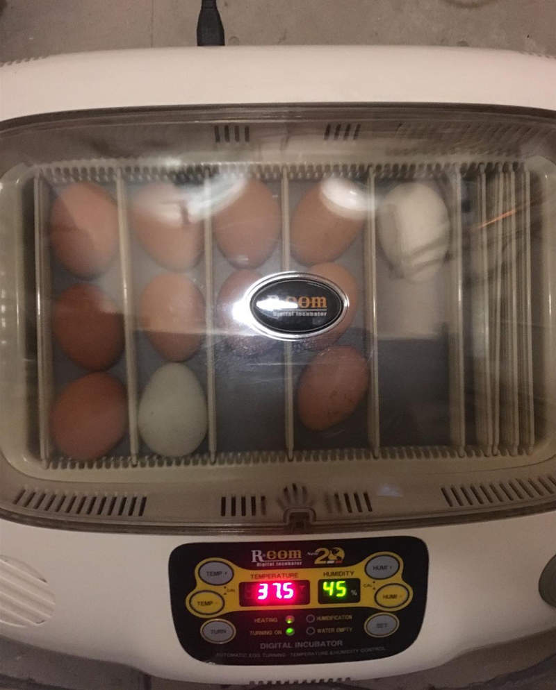My incubator setup ready for hatching the chicks.