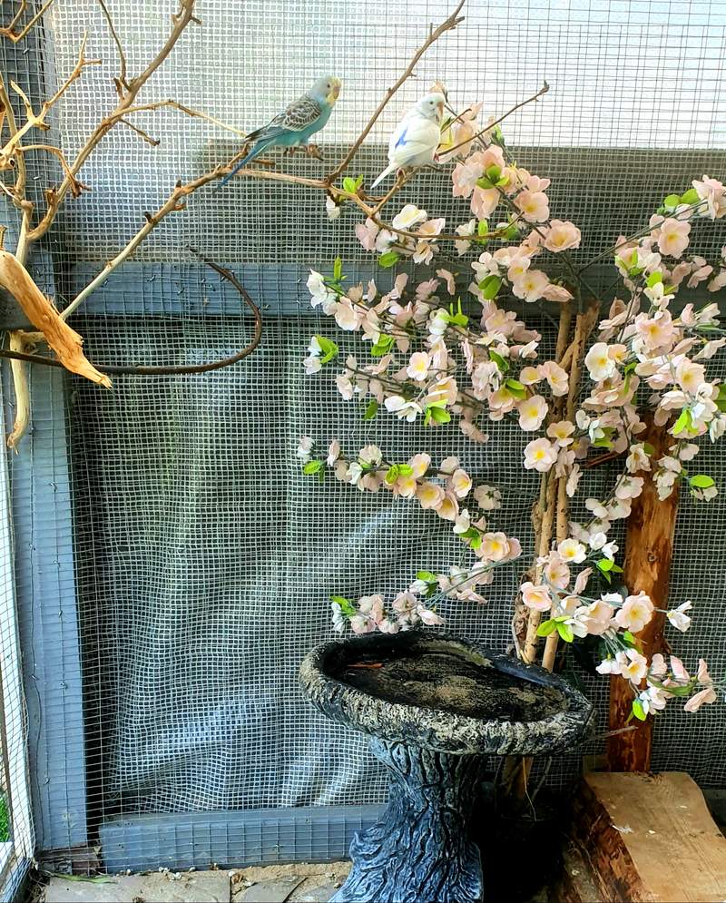 budgies on a tree with cherry blossom
