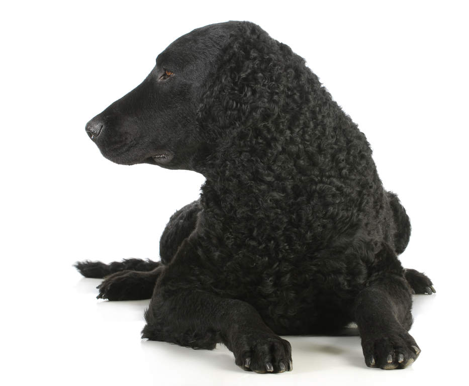 CurlyCoated Retriever Dogs Breed Information Omlet