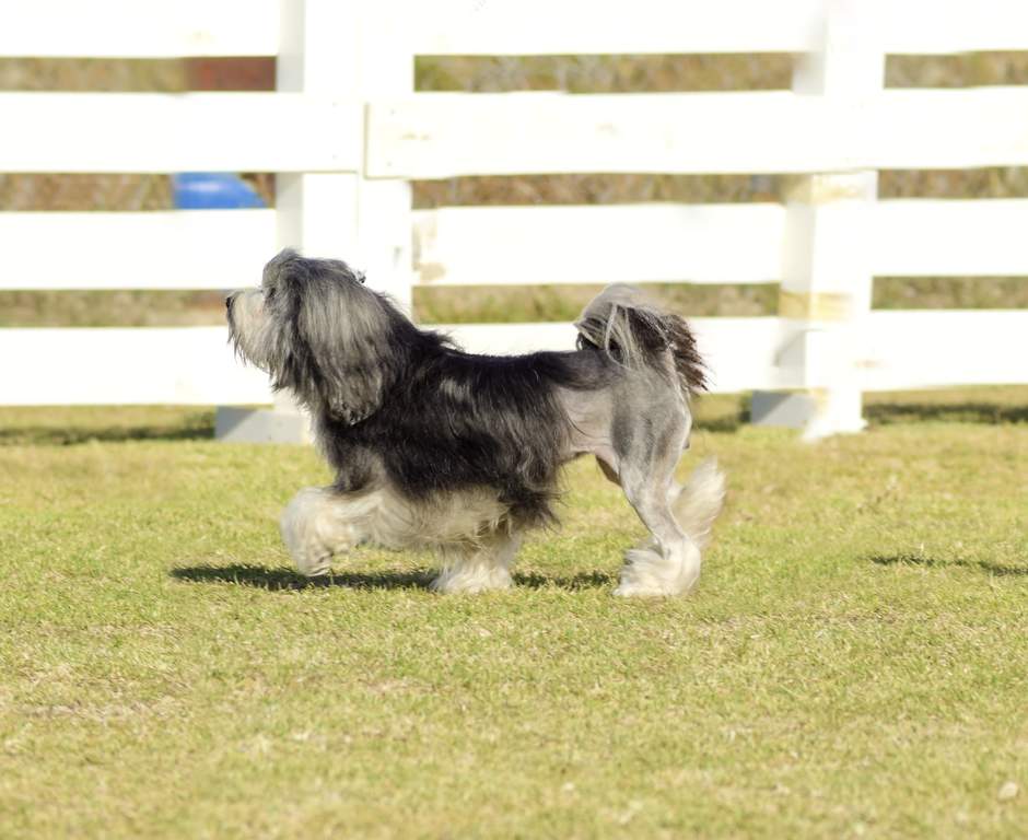 Lowchen | Dogs | Breed Information | Omlet