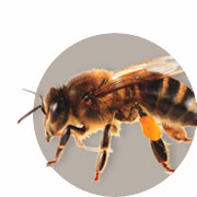 Handbuch zur Bienenzucht