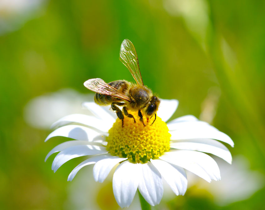 Ett honungsbi samlar nektar från blomman att ta tillbaka till kupan
