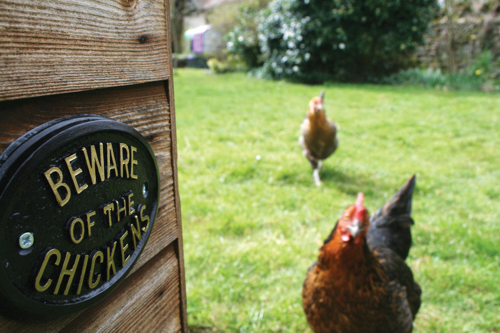 Cuidado con la placa de los pollos