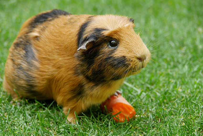 Black and red guinea pig with carrot on grass