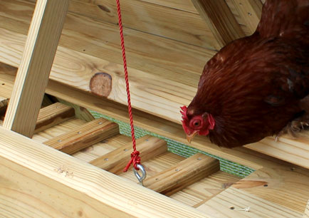 La escalera ayuda mantener a las gallinas a salvo durante la noche