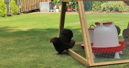 Boughton chicken coop with free range and full length side doors open.
