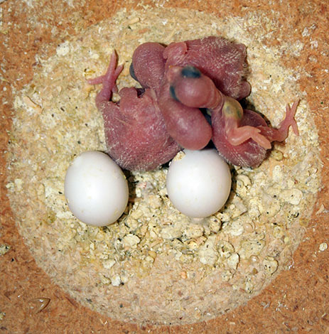 Budgie_chicks_and_eggs_in_nest