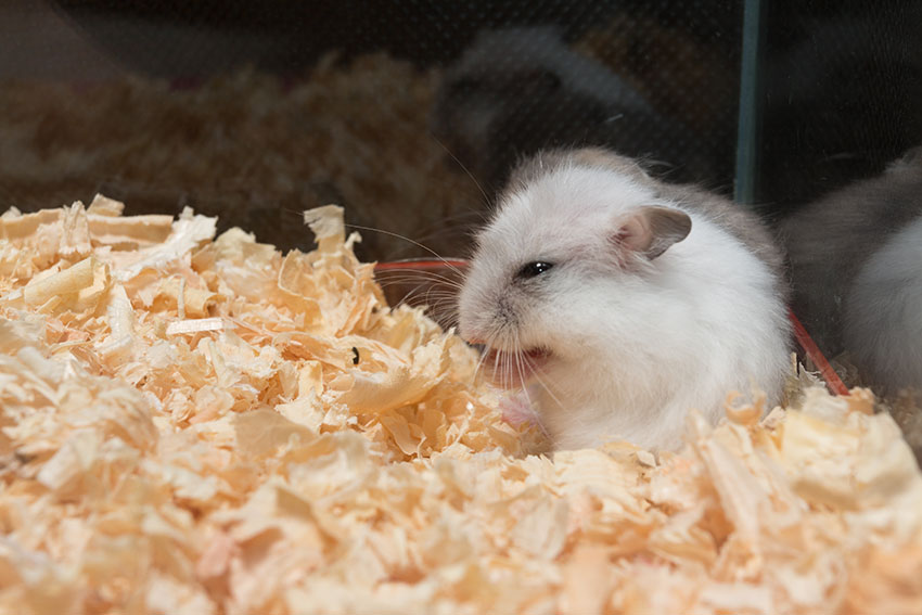 Druppelen Zichzelf Communisme Een hamster kopen? | Is een hamster iets voor mij? | Hamsters | Guide