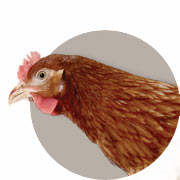 Information om høns, ænder og vagtler