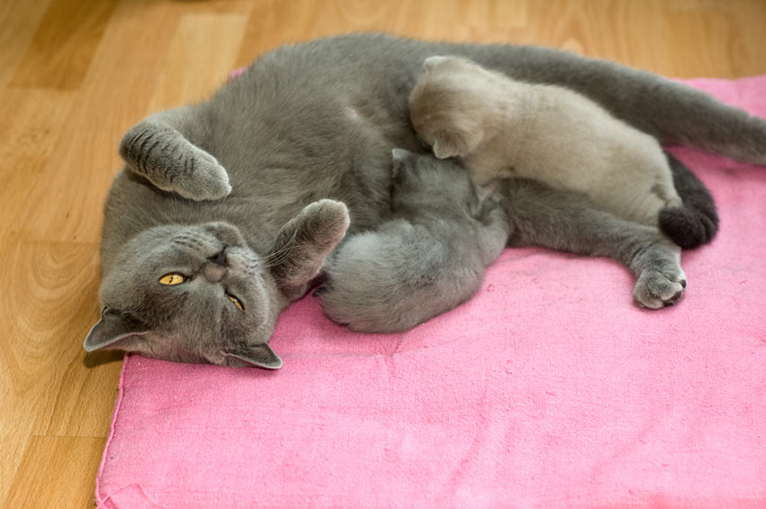 A British Shorthair Cat with its beautiful little kitten