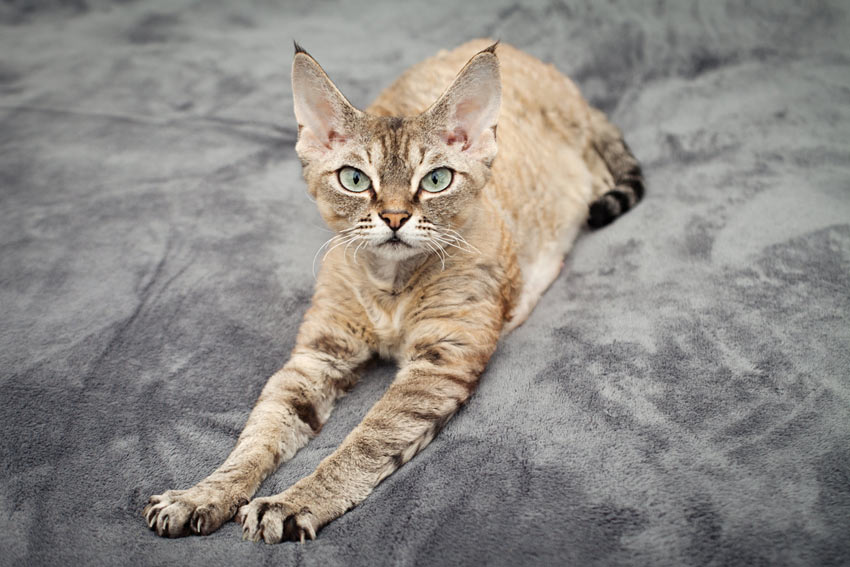 Eine Devon Rex-Katze, die ihre schönen spitzen Ohrspitzen zur Schau stellt