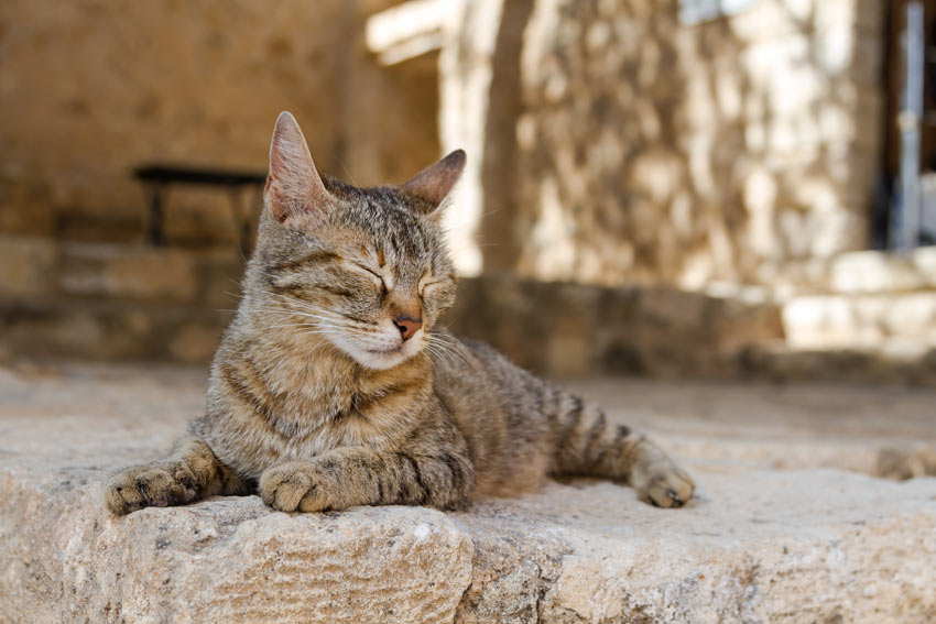 Eine griechische Katze, die sich in der Sonne aalt