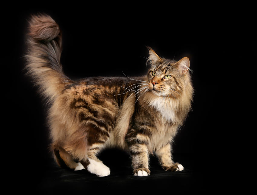 A Maine Coon Cat with a great big bushy tail