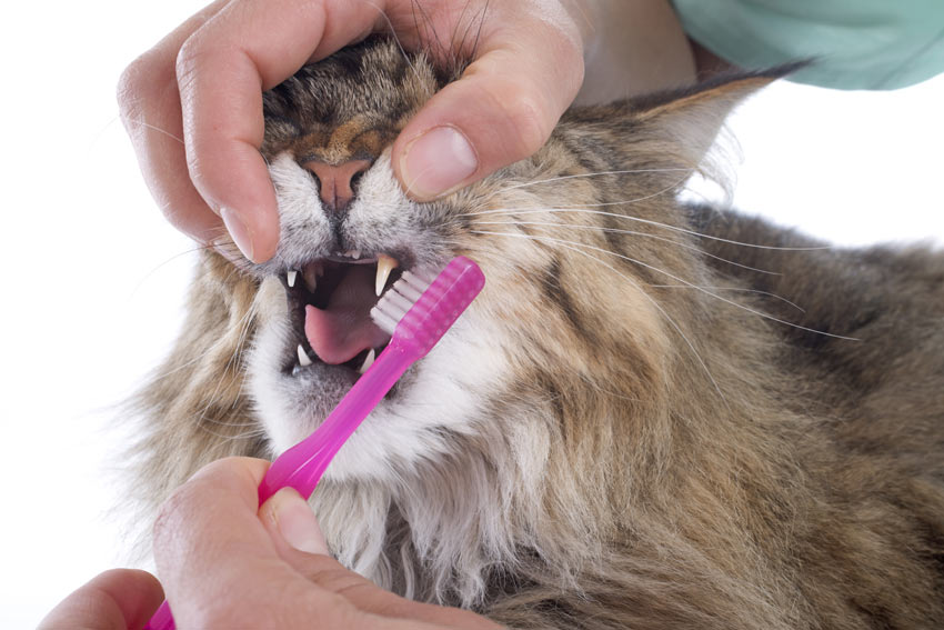 Eine Maine Coon Katze beim Zähneputzen
