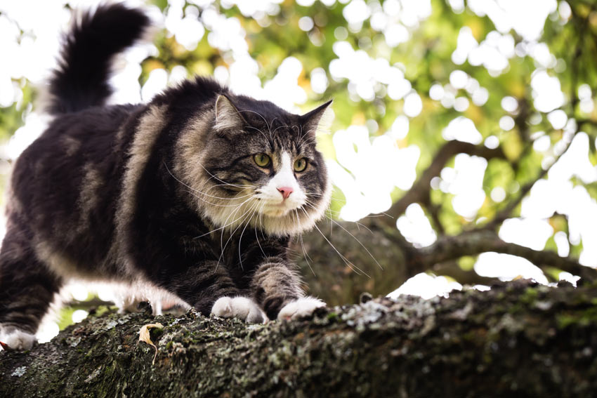 A Norwegian Forest Cat with a big bushy tail climbing a tree