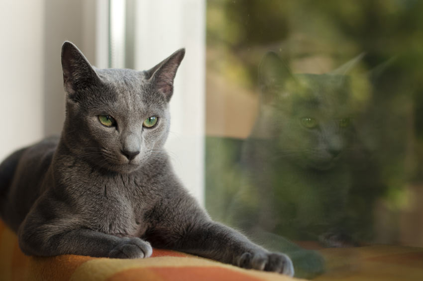 A Russian Blue cat with a wonderful blue coat lying down