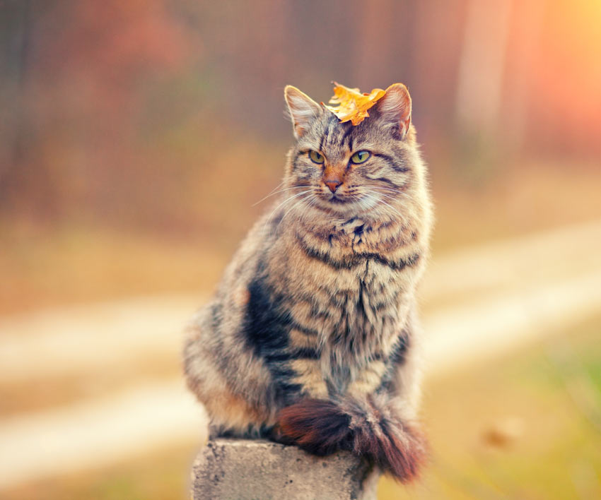 En sibirisk katt med hypoallergen päls balanserar ett löv på huvudet
