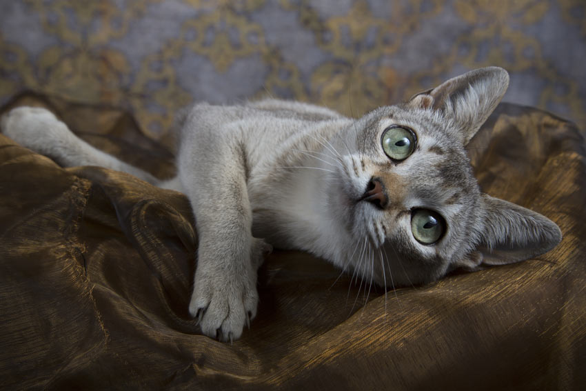 Eine Singapura-Katze mit schönen grünen Augen