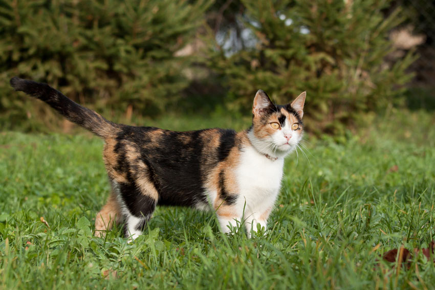 A beautiful Calico cat walking on the grass