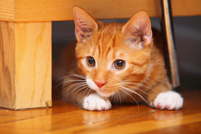 Ein hübsches rot-weißes Kätzchen, das sich unter den Möbeln versteckt hat