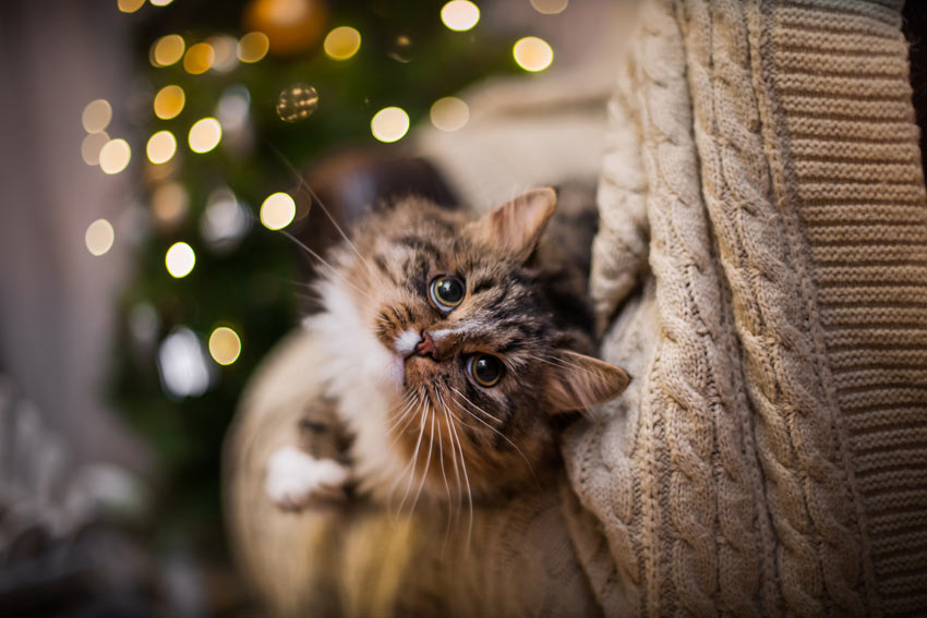 A beautiful tabby cat indoors during the christmas holidays